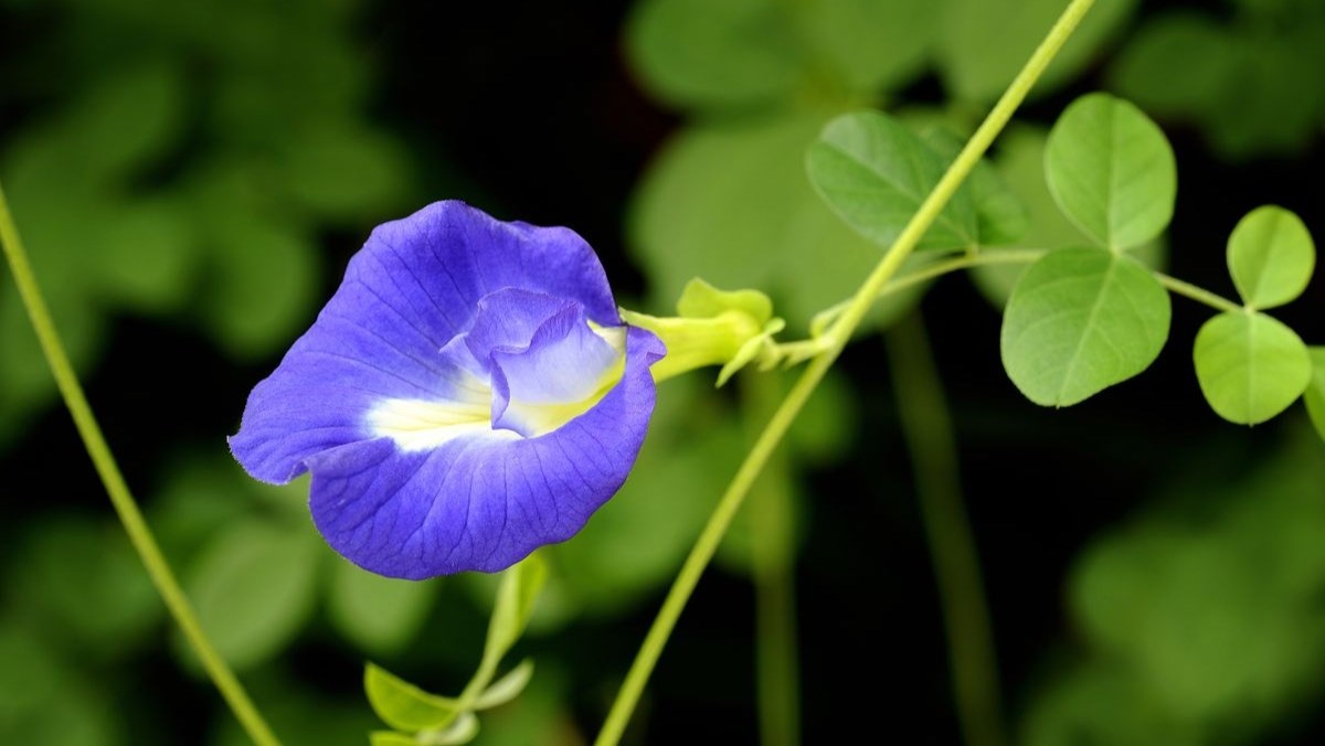 Hoa đậu biếc có tác dụng gì? 9 tác dụng của hoa đậu biếc và cách sử dụng - Ẩm thực món ngon tại Vietwiki.vn