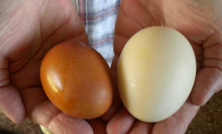Phân biệt trứng bị tẩy trắng