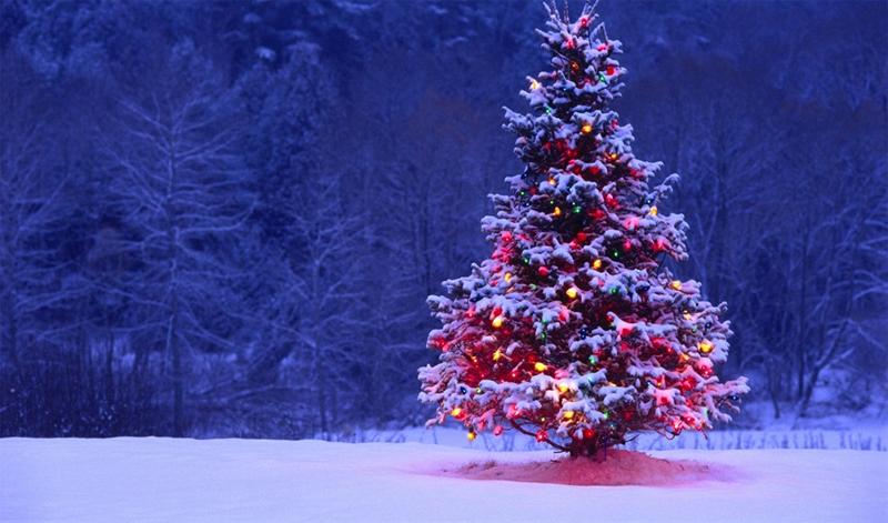 Nguồn gốc cây Giáng Sinh (cây thông Noel)
